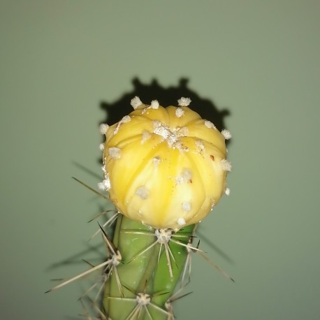 Astrophytum asterias variegata Yellow