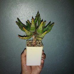 Aloe aculeata 