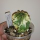 Astrophytum capricorne variegata