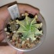 Astrophytum capricorne variegata