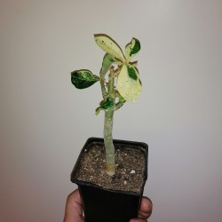 Адениум Adenium obesum variegata White Leaves