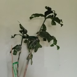 Brasiliopuntia brasiliensis - черенок