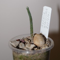 Avonia albissima 1