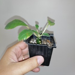 Дорстения Dorstenia crispa