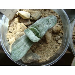Gasteria maculata f.variegata