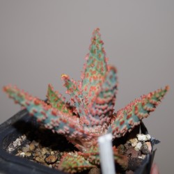 Aloe сортовое Rocco