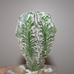 Astrophytum myriostigma Fukuryu Plus
