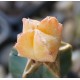 Astrophytum myriostigma variegata Orange