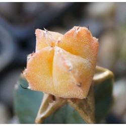 Астрофитум Astrophytum myriostigma variegata Orange - Галерея