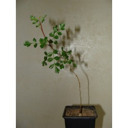 Пахикормус разноцветный Pachycormus discolor