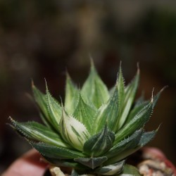 Haworthia luteorosea variegata small