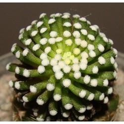 Маммиллярия Mammillaria luethyi / Галерея