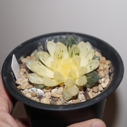 Хавортия Haworthia obtusa variegata - Коллекция