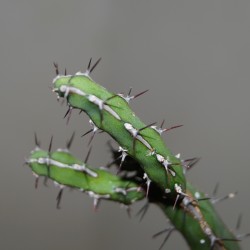 Euphorbia malevona