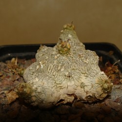 Дорстения Dorstenia foetida / Галерея