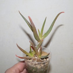 Aloe forbesii