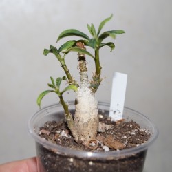 Пахиподиум Pachypodium succulentum / Галерея