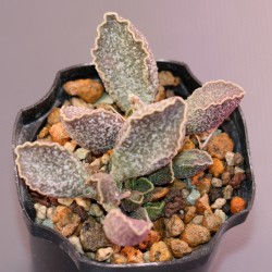 Adromischus marianae Obxydiana small