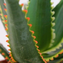 Aloe сортовое Aloe Jurassic Dragon