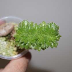 Aeonium tabuliforme cristata