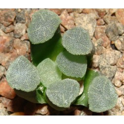Haworthia maughanii Crystal - детка