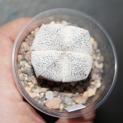 Astrophytum Onzuka quadricostatum small