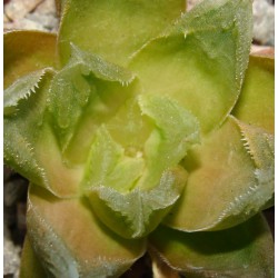 Haworthia truncata x cymbiformis variegata