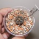 Gymnocalycium spegazzinii Feduka
