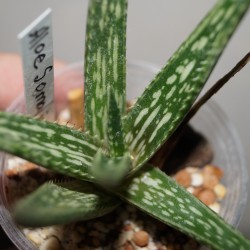 Aloe somaliensis