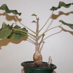 Фикус Ficus abutilifolia