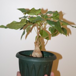Фикус Ficus brandegeei