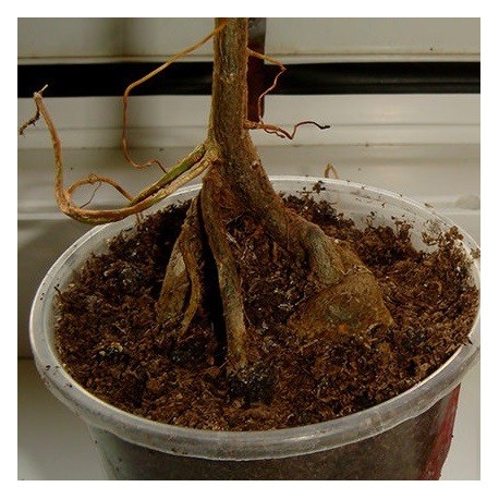 Фикус Ficus thonningii