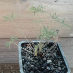 Pelargonium aridum