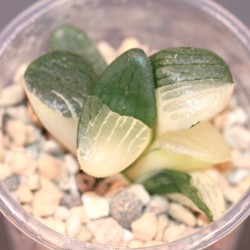Haworthia springbokvlakensis variegata