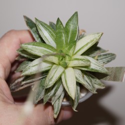 Haworthia Kikka Nishiki variegata