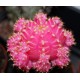 Gymnocalycium mihanovichii variegata Pink