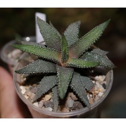 Haworthia attenuata Tanba