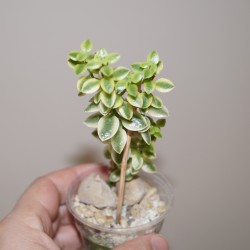 Crassula volcensi variegata