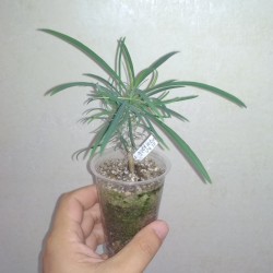 Эуфорбия Euphorbia gottlebei / Галерея