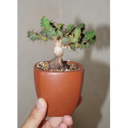 Эуфорбия Euphorbia persistens - Галерея