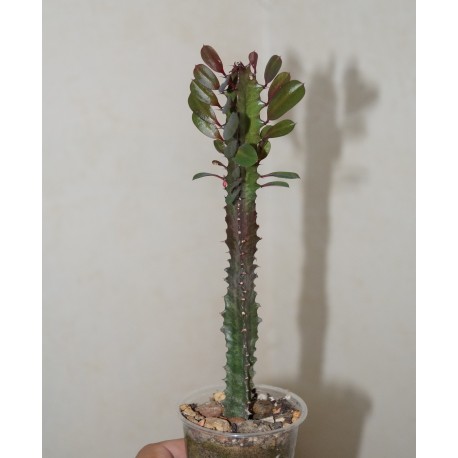 Euphorbia trigona rubra