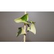 Senecio macroglossus variegata