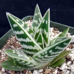 Алоэ пёстрое - Aloe variegata