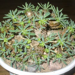 Euphorbia 'Gabizan' (‘Cocklebur’)