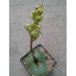 Орхидея Satyrium membranaceum / Галерея