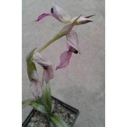 Орхидея Serapias lingua