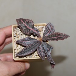 Euphorbia francoisii crassicaulis RED