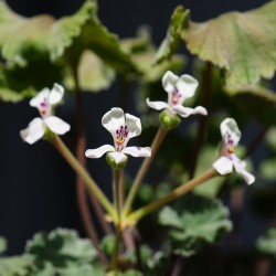 Пеларгония Pelargonium mirabilis / Галерея