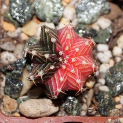 Gymnocalycium mihanovichii variegata RED