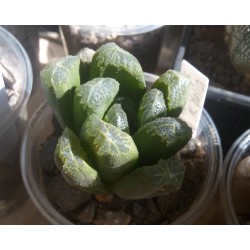 Haworthia maughanii гибрид ( x Yulia)